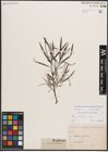 Foto von Salix eleagnos subsp. angustifolia (Cariot) Rech. f.